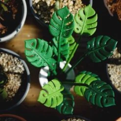 Piques Apéritif Tropical Party -Cuisine À La Maison a784a74f832042ab91f0a748360fcc2e